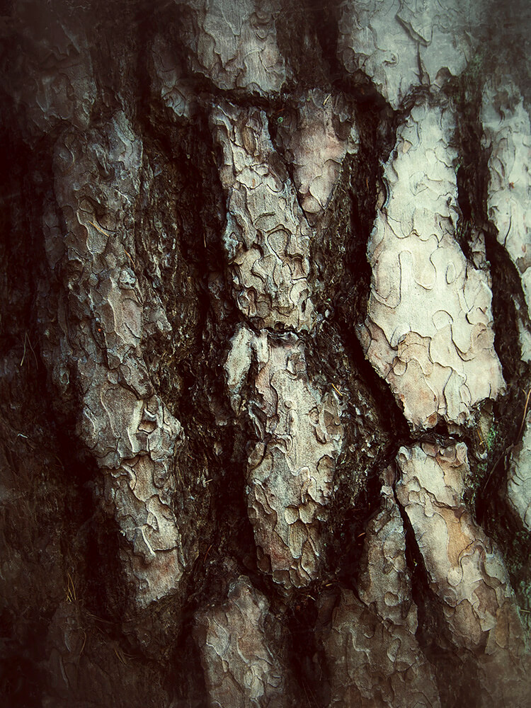 tallbark-narbild-skog-natur-skogskyrkogarden Närbild av tallbark i skogsmiljö med tydlig textur och struktur.